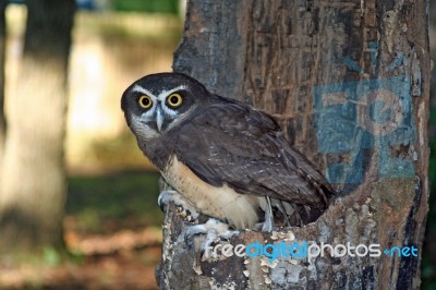 Spectacled Owl Stock Photo