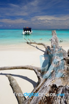 Speed Boat Tied With Dry Tree Stock Photo