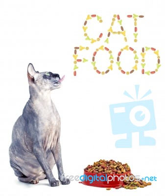 Sphynx Cat And The Inscription Of The Feed 'cat Food' Stock Photo