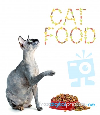 Sphynx Cat And The Inscription Of The Feed 'cat Food' Stock Photo