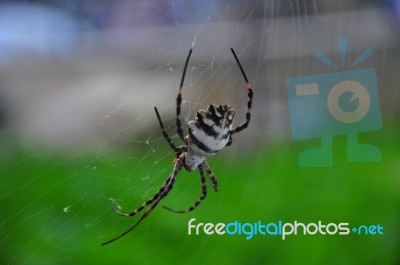 Spider Stock Photo