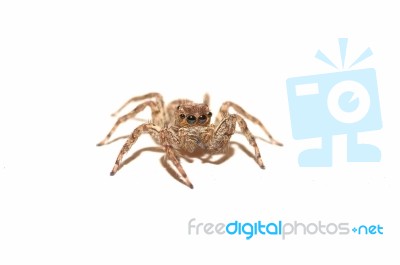 Spider Stock Photo