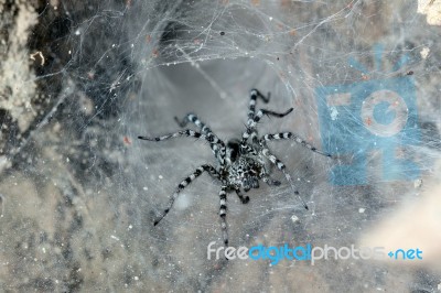 Spider Stock Photo