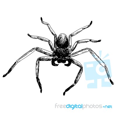 Spider Stock Image