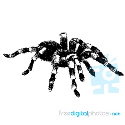 Spider Stock Image