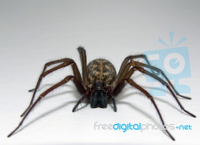 Spider Stock Photo