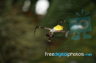 Spider Stock Photo