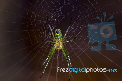 Spider Stock Photo