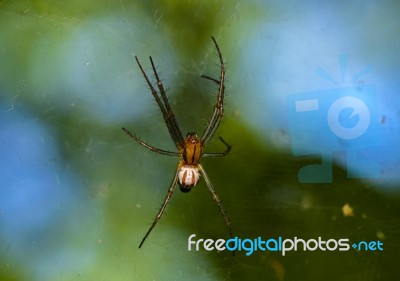 Spider Stock Photo