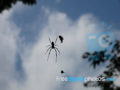 Spider And Bait In The Air Stock Photo