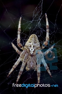 Spider  Araneus Angulatus Stock Photo