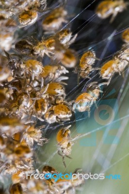 Spider Babies On A Web Stock Photo