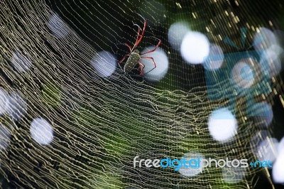 Spider Building Spider Web With Beautiful Bokeh Background Stock Photo