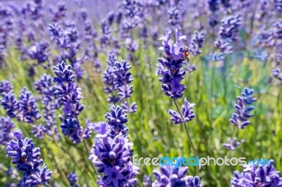 Spider In A Field Of Lavender Stock Photo