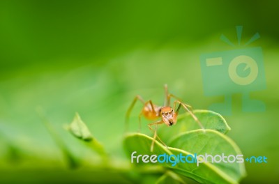 Spider In Green Nature Stock Photo