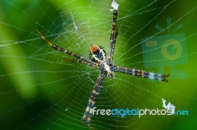 Spider In Nature Stock Photo