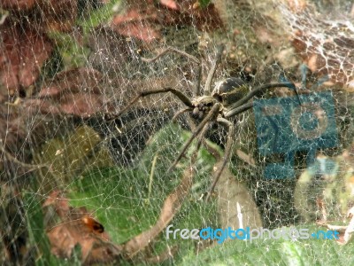 Spider - Lycosa Erythrognatha Stock Photo