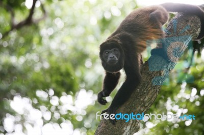 Spider Monkey Stock Photo