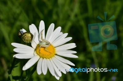 Spider On A Daisy Stock Photo