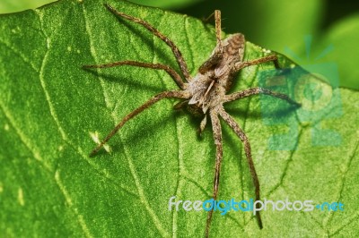 Spider On A Green Leaf Stock Photo