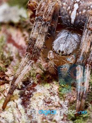 Spider On A Tree Stock Photo