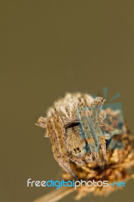 Spider On Attack Position Stock Photo