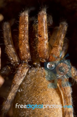 Spider On Attack Position Stock Photo