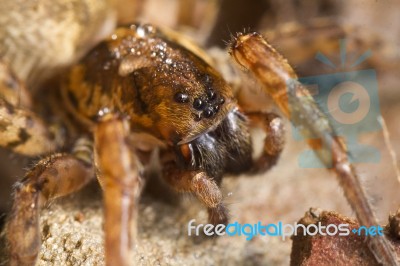 Spider On Attack Position Stock Photo