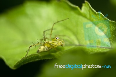 Spider On Green Leaf Stock Photo