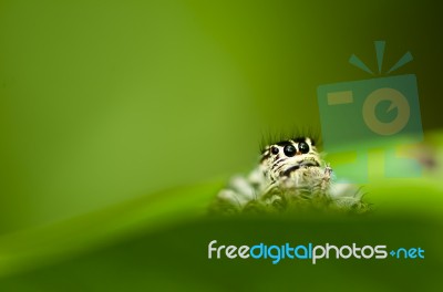 Spider On Green Leaf Stock Photo