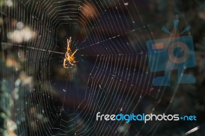 Spider On The Web In Pine Garden Stock Photo