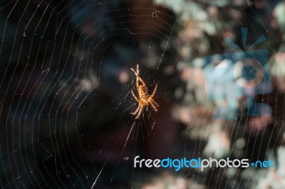 Spider On The Web In Pine Garden Stock Photo