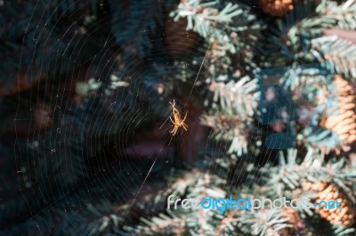 Spider On The Web In Pine Garden Stock Photo