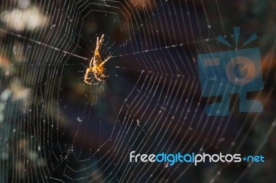 Spider On The Web In Pine Garden Stock Photo