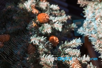 Spider On The Web In Pine Garden Stock Photo