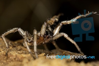 Spider On The Wild Stock Photo