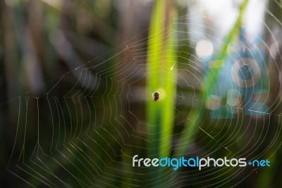 Spider On Web Stock Photo