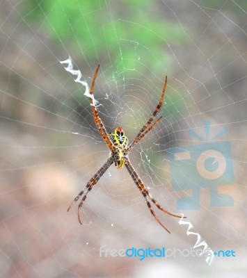 Spider On Web Stock Photo