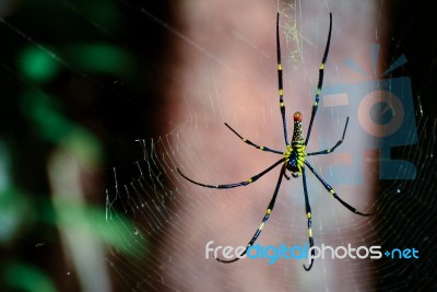 Spider Perched On The Cobweb Stock Photo