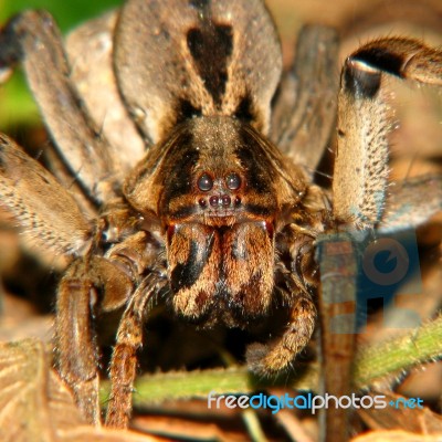 Spider Portrait Stock Photo