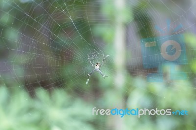 Spider Sitting On His Web Stock Photo