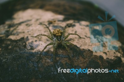 Spider Sitting On Wood Stock Photo