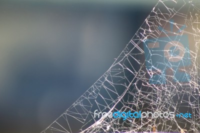 Spider Web Stock Photo