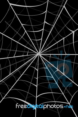 Spider Web Stock Photo