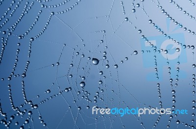 Spider Web Stock Photo