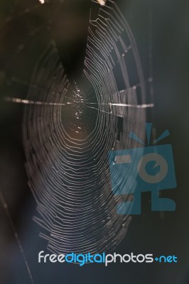 Spider Web In Nature Stock Photo