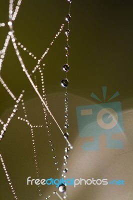 Spider Web On The Morning Stock Photo