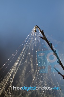 Spider Web On The Morning Stock Photo