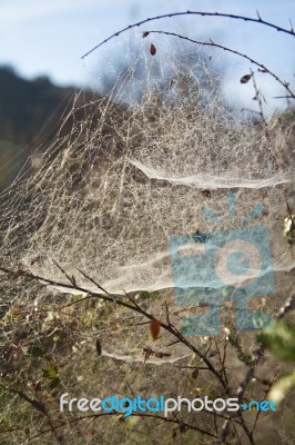 Spider Web On The Morning Stock Photo