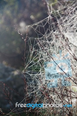 Spider Web On The Morning Stock Photo